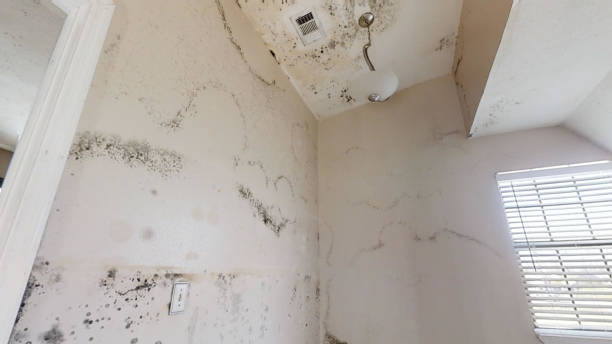 Best Environmental Consulting for Mold Prevention  in Lyman, WY