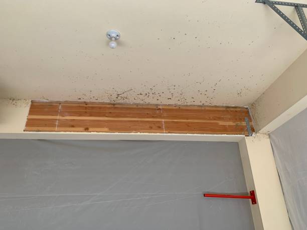 Best Dehumidification Services  in Lyman, WY