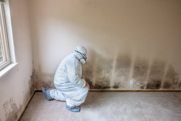 Professional Mold Removal in Lyman, WY