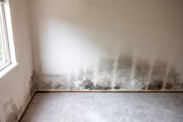 Best Forensic Mold Investigation  in Lyman, WY