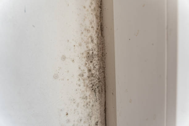 Best Indoor Air Quality Assessment  in Lyman, WY