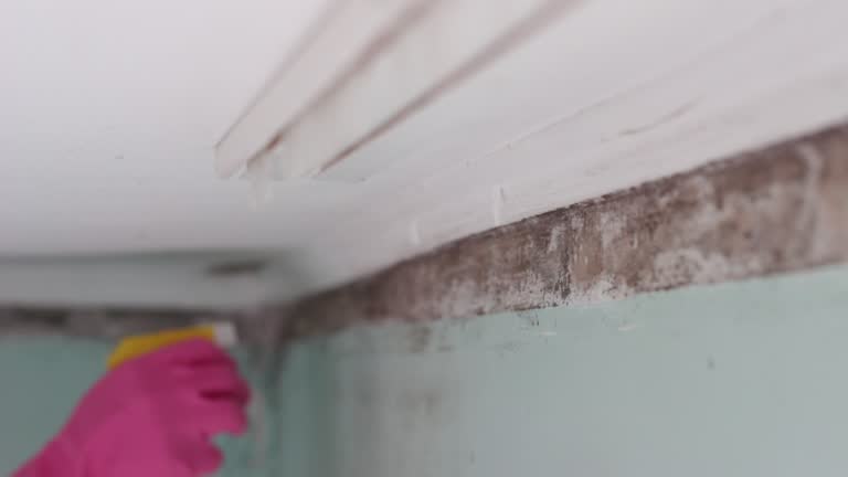 Mold Documentation for Insurance Claims in Lyman, WY
